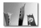 se60.gif: 3Kb