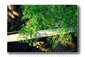 c11.gif: 4Kb