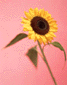 991014/04.gif: 3Kb