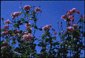 991014/12.gif: 3Kb