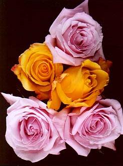 rose01.jpg:[23999byte]