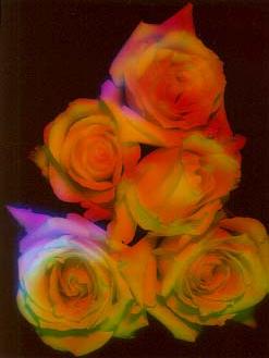 rose02.jpg:[14259byte]