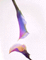 rose03.gif: 3Kb