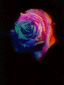 rose04.gif: 4Kb