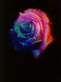 rose04.jpg:[9203byte]