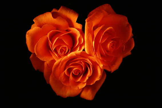 rose05.jpg:[31936byte]