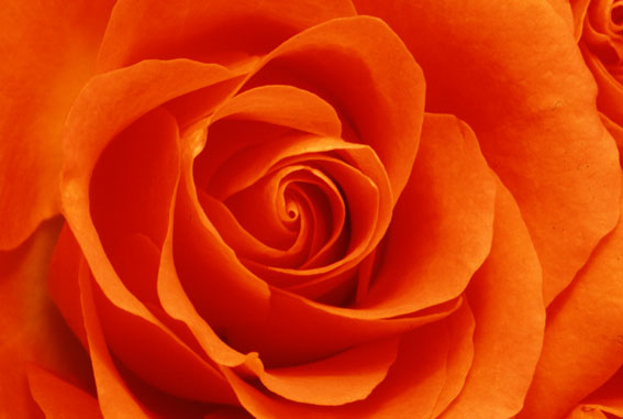 rose06.jpg:[38359byte]