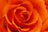 rose06s.jpg:1443byte