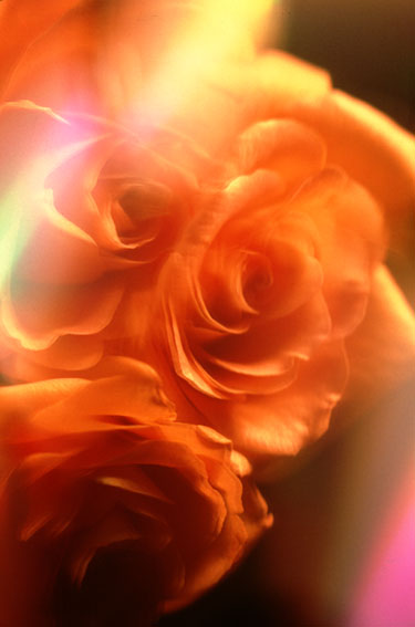 rose07.jpg:[31083byte]
