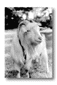 a17.gif: 4Kb