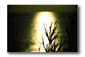 c19.gif: 3Kb