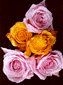 rose01.gif: 5Kb