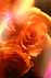 rose07s.jpg:1440byte