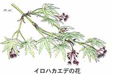 �C���n�J�G�f�̉�