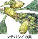 �}�e�o�V�C�̃h���O��