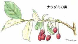 ナツグミ
の実