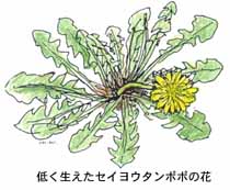 �Ⴍ�������Z�C���E�^���|�|�̉�