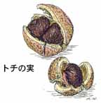 �g�`�̎�